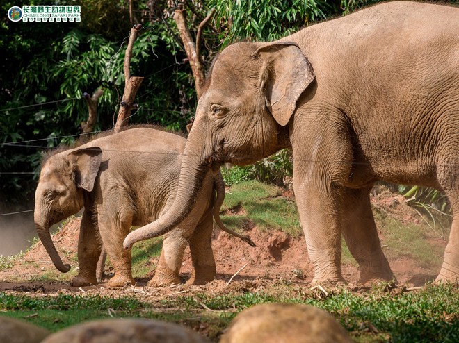 長隆野生動物園